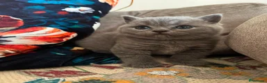 British Shorthair 2