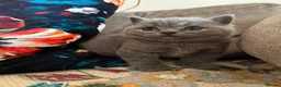 British Shorthair cats for sale: Pedigree British Shorthair Kittens, Excellent Bloo in London - Advert 24
