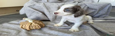 Cocker Spaniel 4