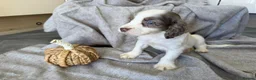 Cocker Spaniel dogs for sale: Cocker Spaniel puppies - Advert 25