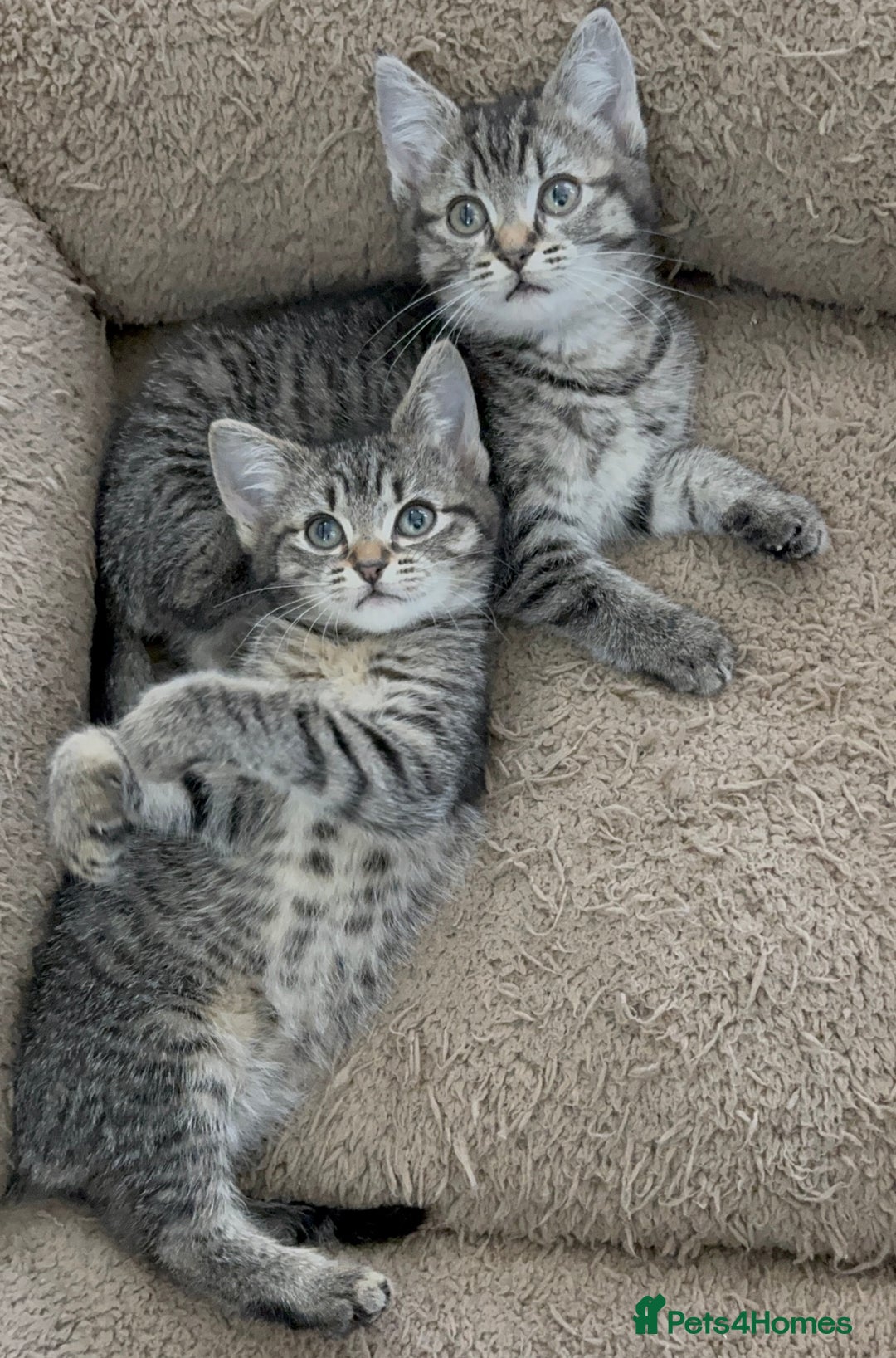 Mixed Breed cats for sale: Beautiful Kittens Ready for a Loving Home 🐾 - Advert 9