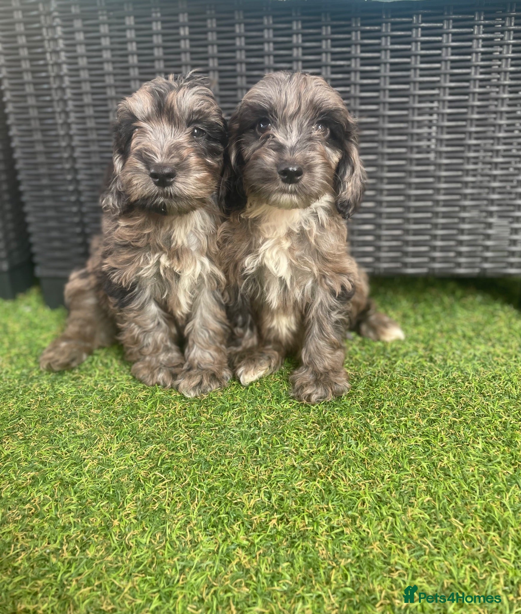 Cockapoo dogs 💙Beautiful F1 pra clear cockapoos ready now  💙💖 - Advert 7