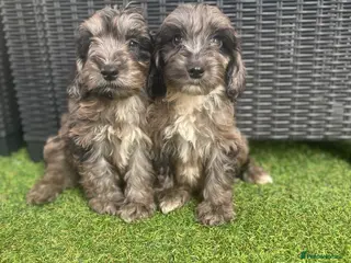 Cockapoo dogs 💙Beautiful F1 pra clear cockapoos ready now 💙💖 - Advert 7