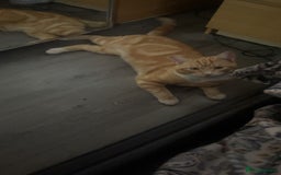 Mixed Breed cats for sale: 1 year old ginger male cat for rehoming - Image 4