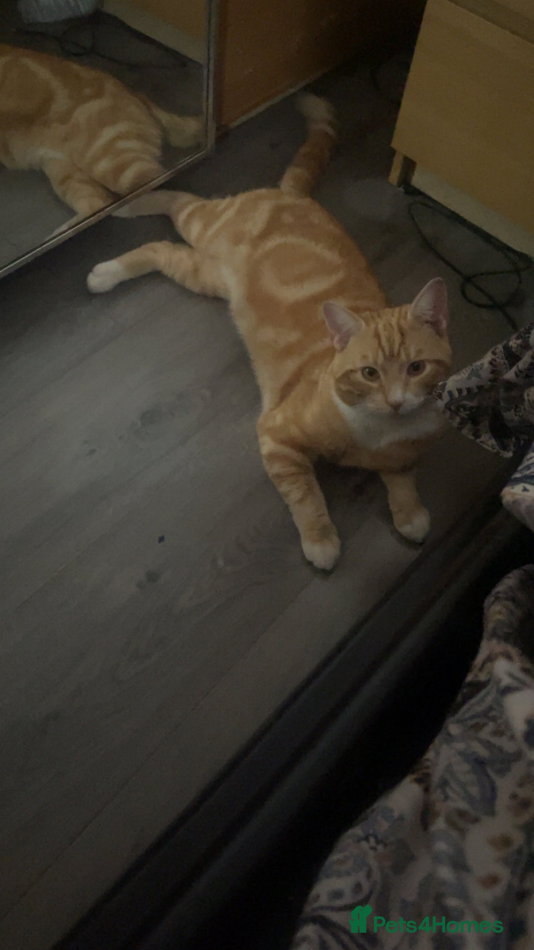 Mixed Breed cats for sale: 1 year old ginger male cat for rehoming - Image 4