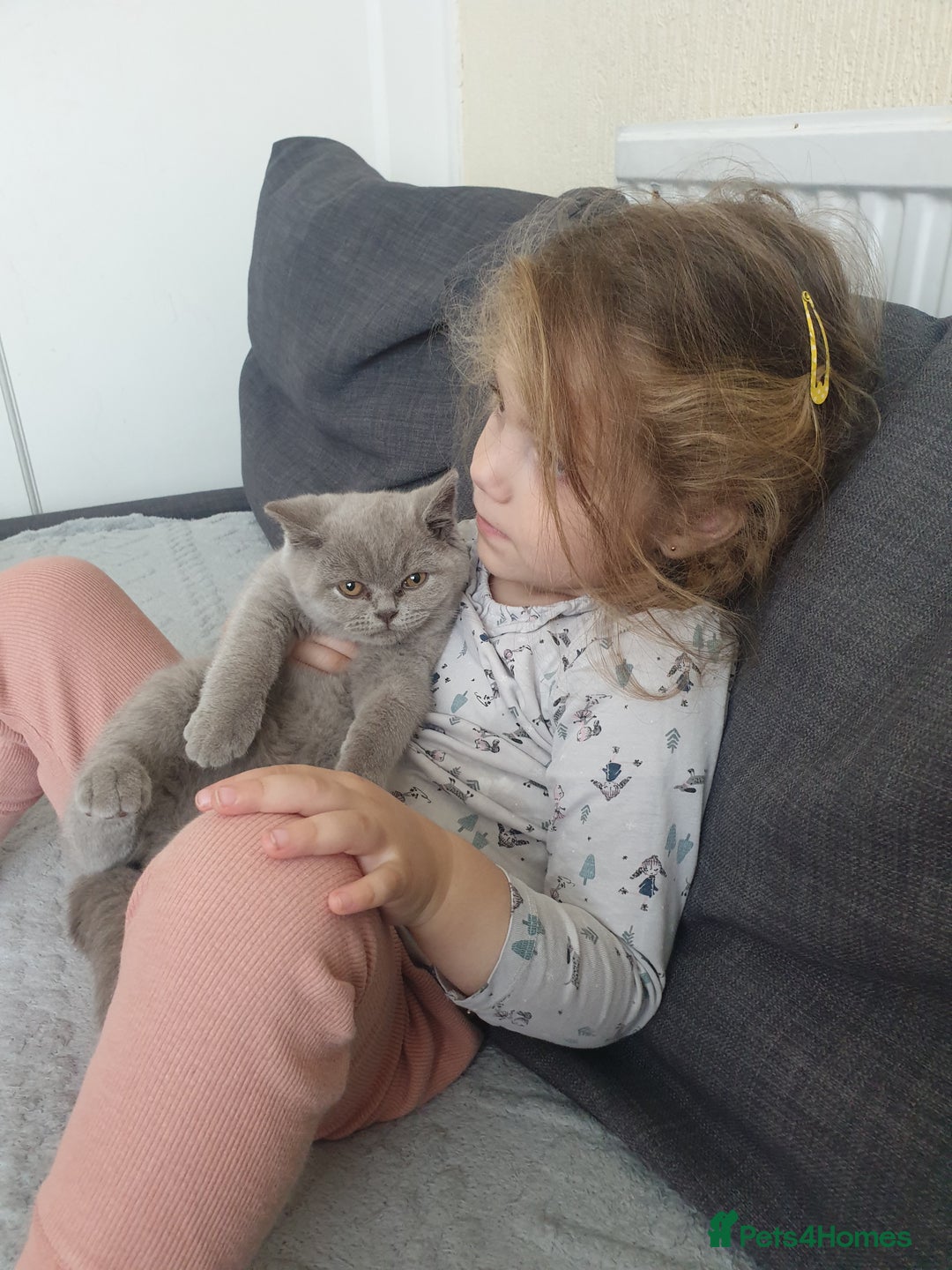 British Shorthair cats for sale: Luuna - Image 6