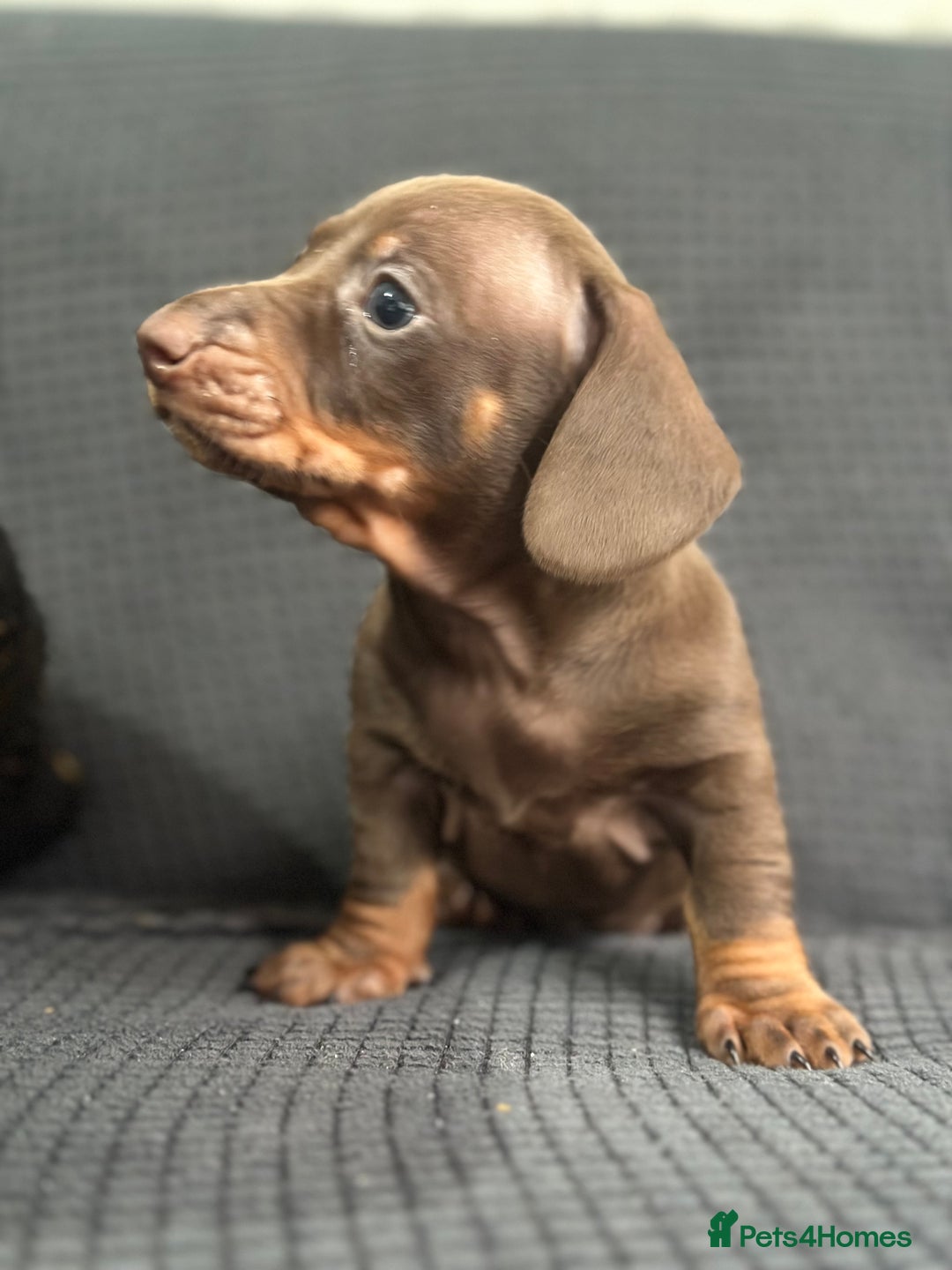 Dachshund dogs for sale: GORGEOUS DACHSHUNDS PUPPIES - Image 24
