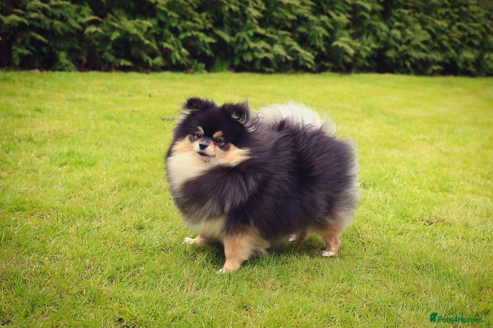 Pomeranian dogs Xclusive KC register pomeranian puppies - Advert 1