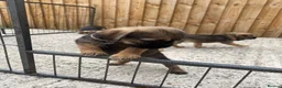 Border Terrier dogs for sale: ⭐️ KC BORDER TERRIERS, READY TO LEAVE NOW - Advert 3
