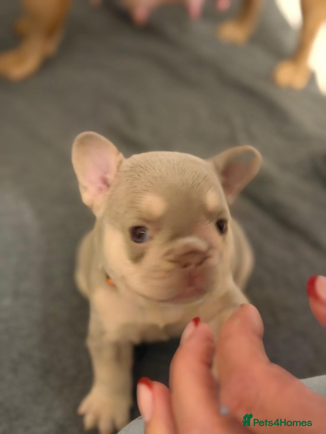French Bulldog dogs for sale: Outstanding Frenchie pups  - Advert 14