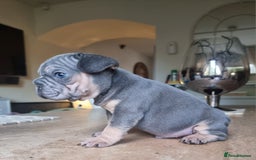 French Bulldog dogs for sale: Beautiful French bulldogs - Image 18