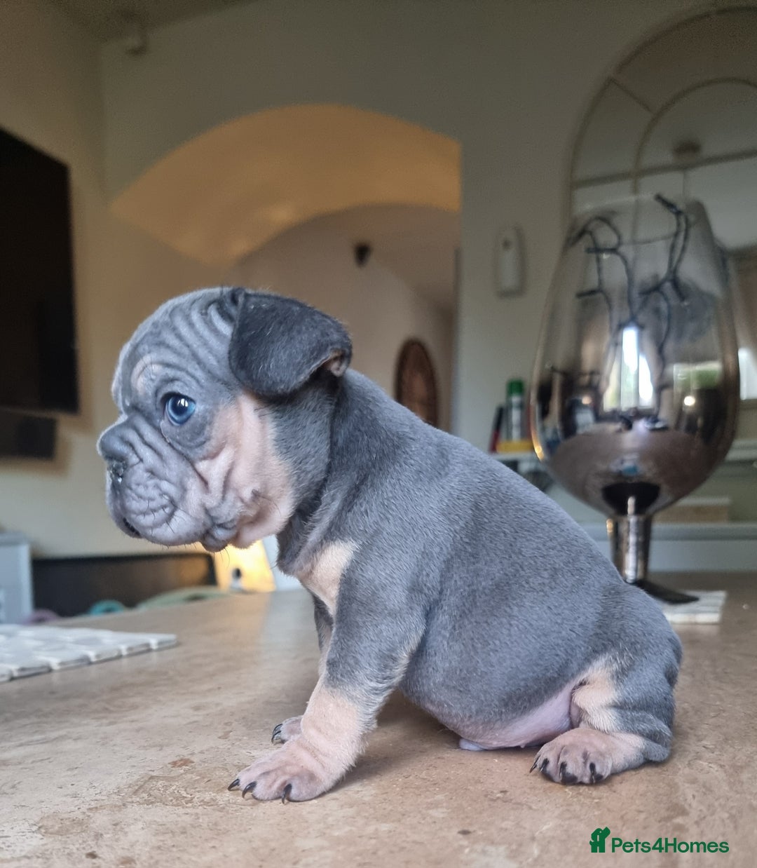 French Bulldog dogs for sale: Beautiful French bulldogs - Image 18