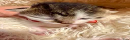 Mixed Breed cats for sale: Adorable Fluffy Kittens. Matilda’s 1st Litter 🐾 - Advert 5