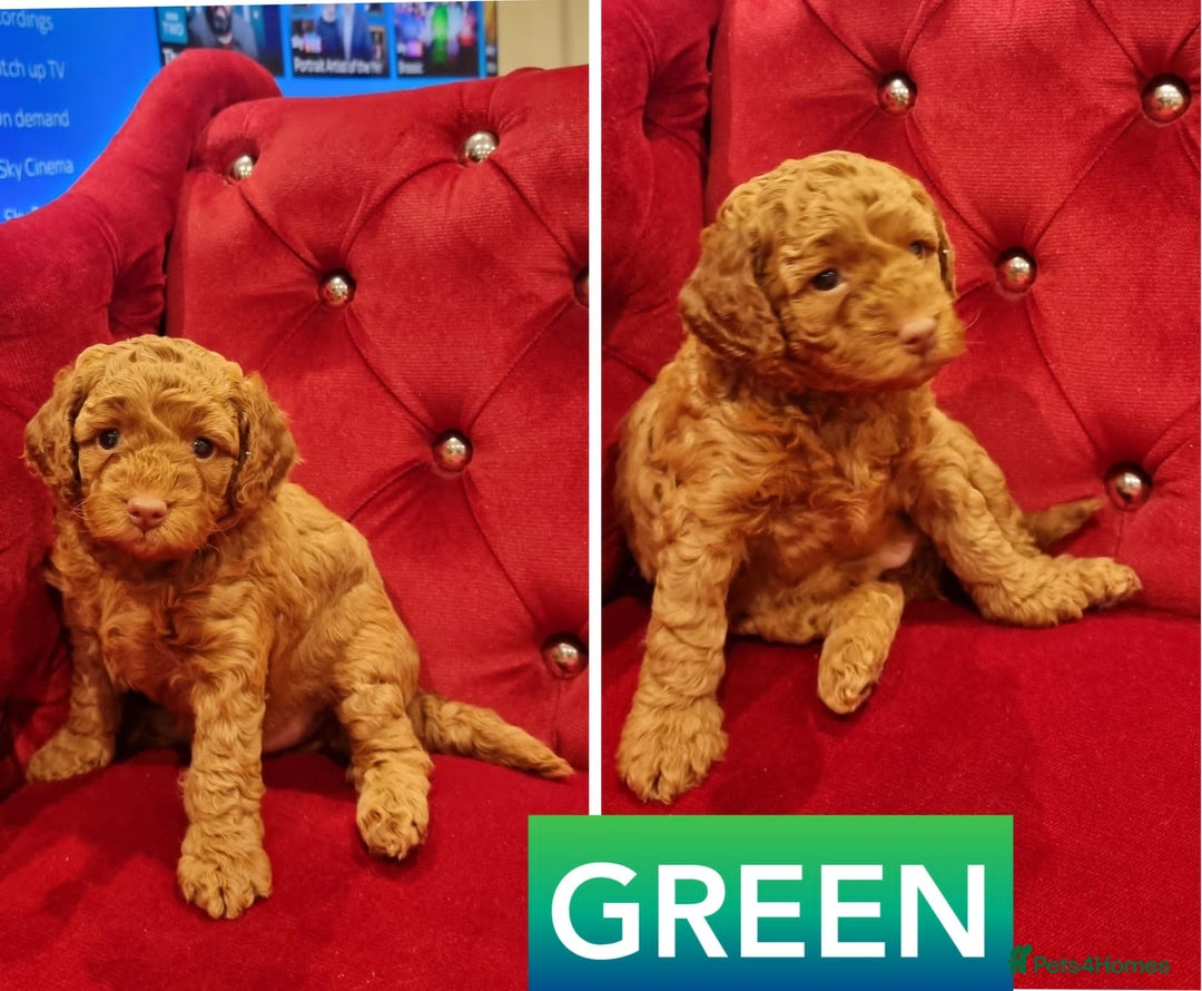 Miniature Poodle dogs for stud: RUPERT MINIATURE POODLE in Southampton - Advert 21