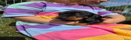 Miniature Dachshund dogs for sale: Kc reg, health tested,miniature dachshund puppies  - Advert 10
