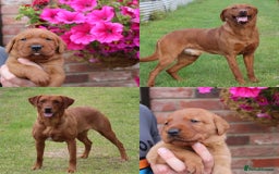 Labrador Retriever dogs for sale: KC REG FOX RED LABRADOR PUPPIES - Image 1