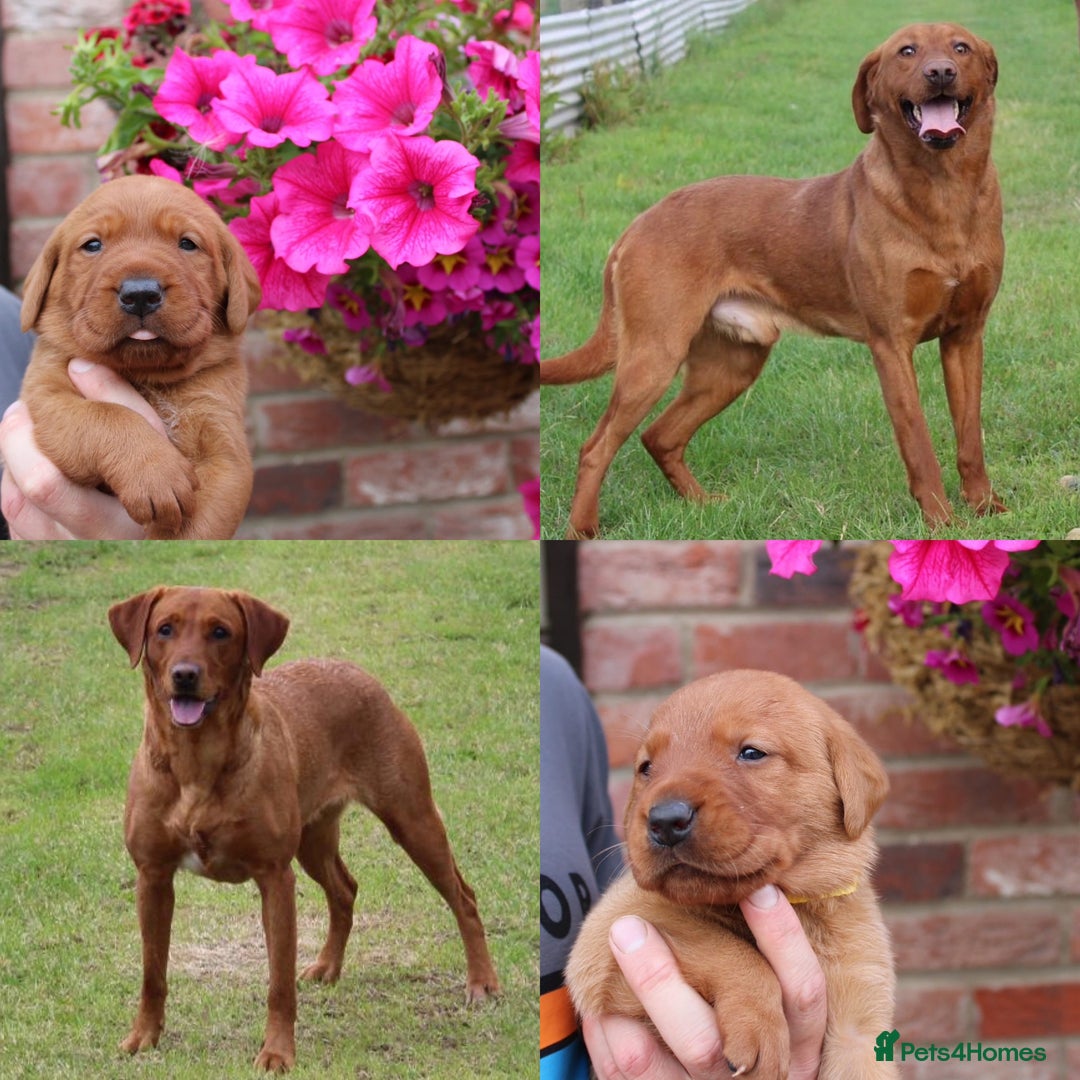 Labrador Retriever dogs for sale: KC REG FOX RED LABRADOR PUPPIES - Image 1