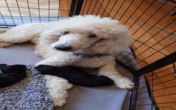 Sheepadoodle dogs for sale: F1 sheepadoodle girls - Image 7