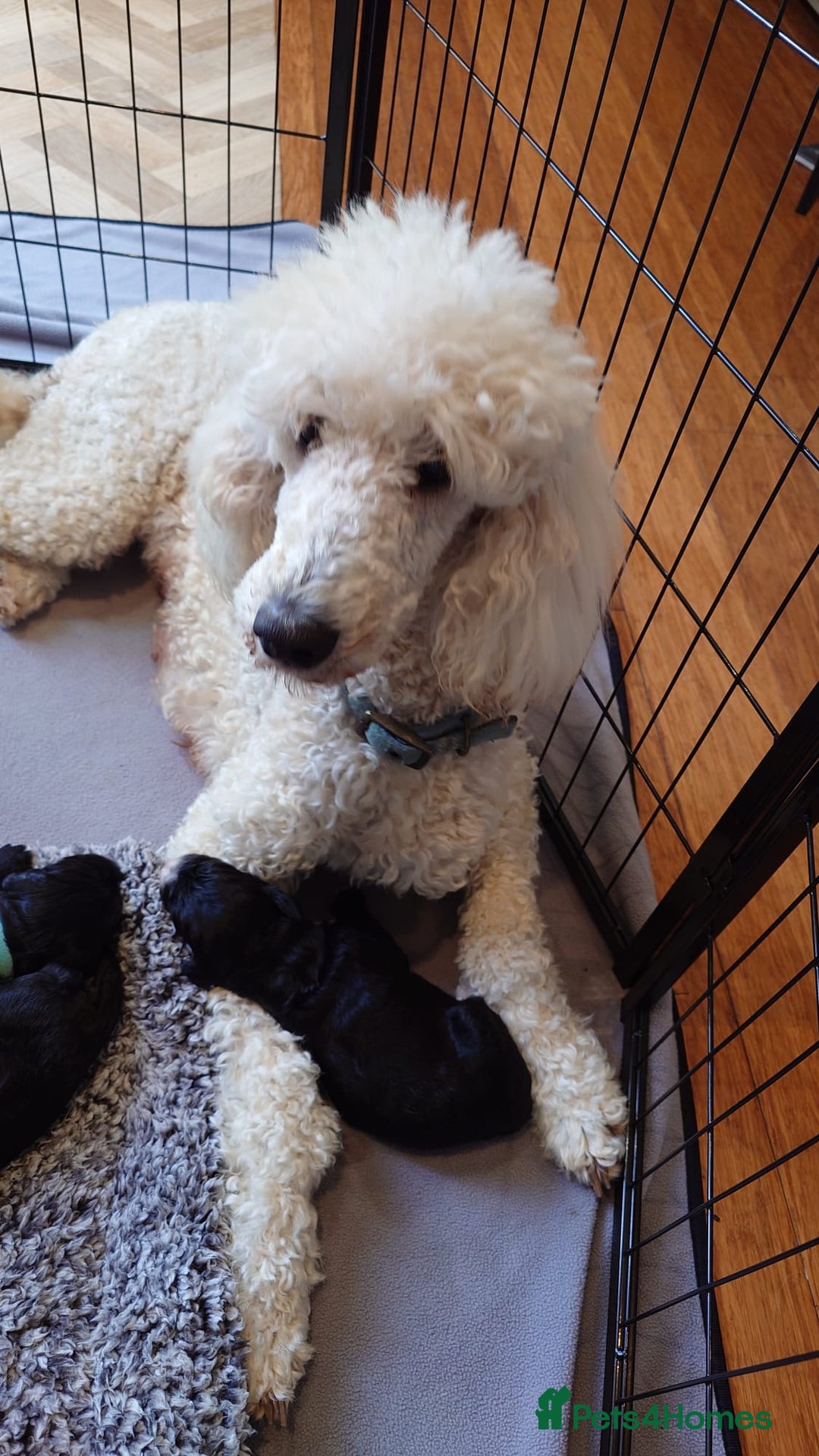 Sheepadoodle dogs for sale: F1 sheepadoodle girls - Image 7