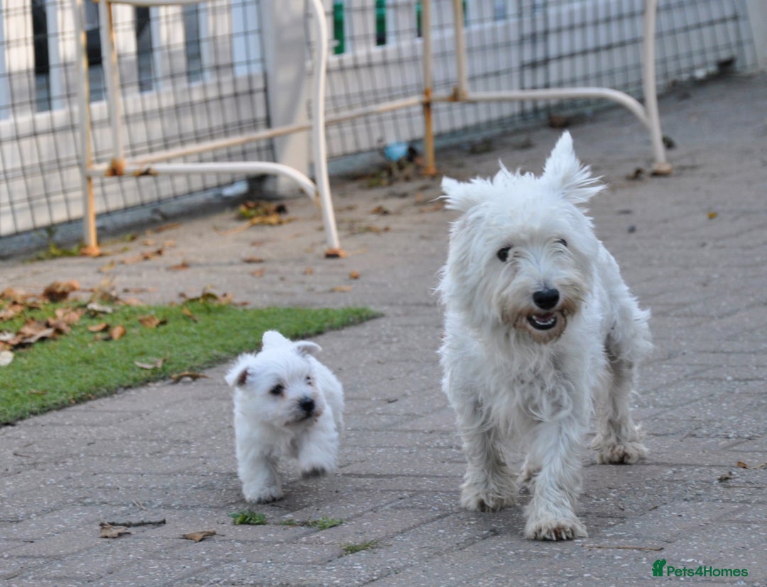 West Highland Terrier dogs for sale: Gorgeous West Highland Terrier Puppies - Image 16