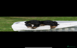 Bordoodle dogs for sale: GOLD STANDARD HIGH HEALTH COLLIPOO PUPPIES 🌟 - Image 2