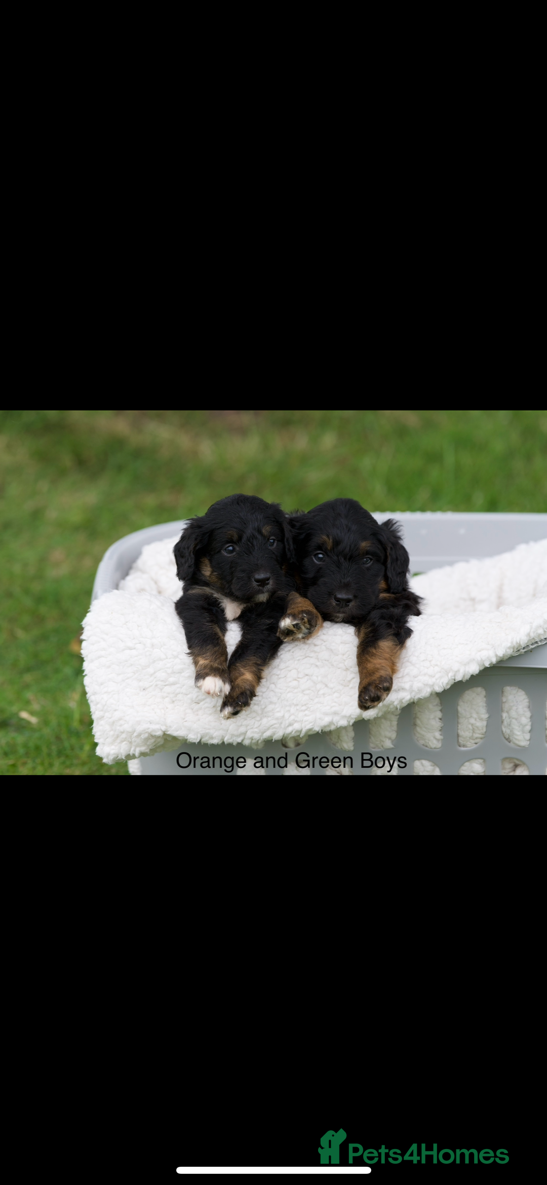 Bordoodle dogs for sale: GOLD STANDARD HIGH HEALTH COLLIPOO PUPPIES 🌟 - Image 2