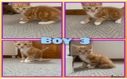 Mixed Breed cats for sale: 5 cute kittens for sale  - Image 5