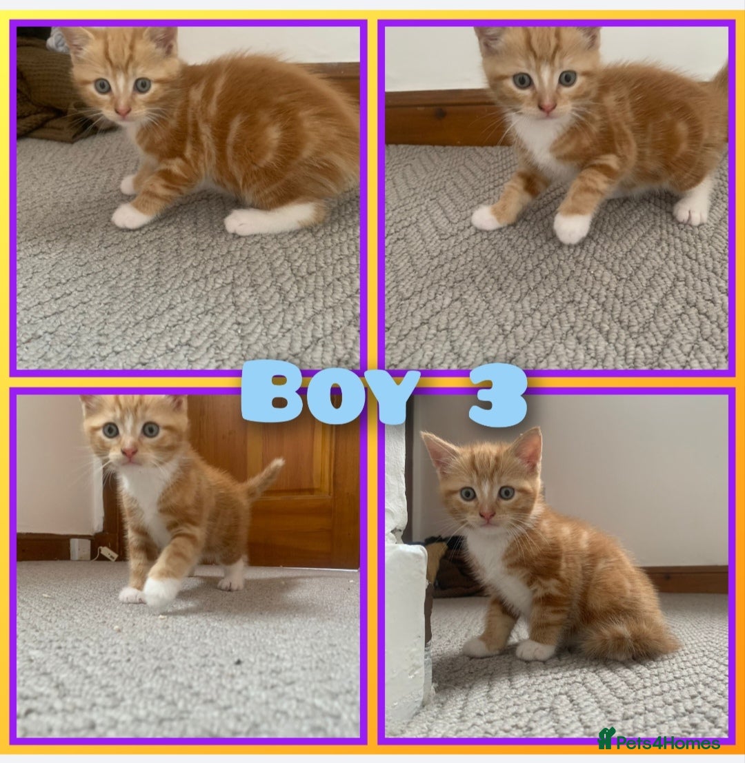 Mixed Breed cats for sale: 5 cute kittens for sale  - Image 5