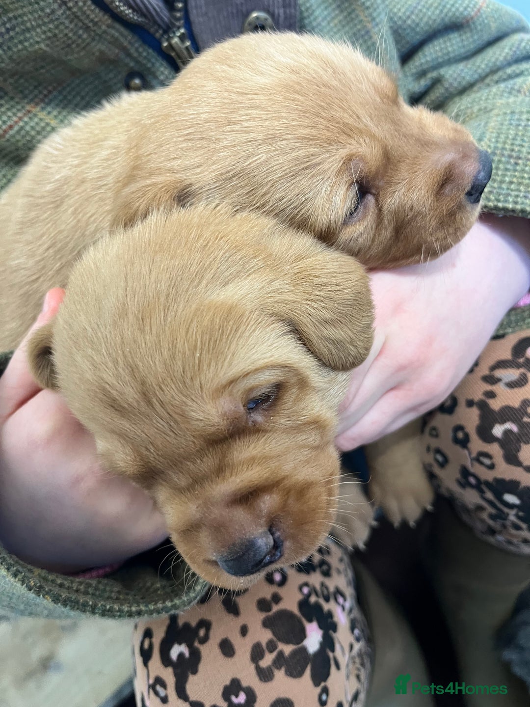 Labrador Retriever dogs for sale: KC reg Yellow Labrador pups  - Advert 8