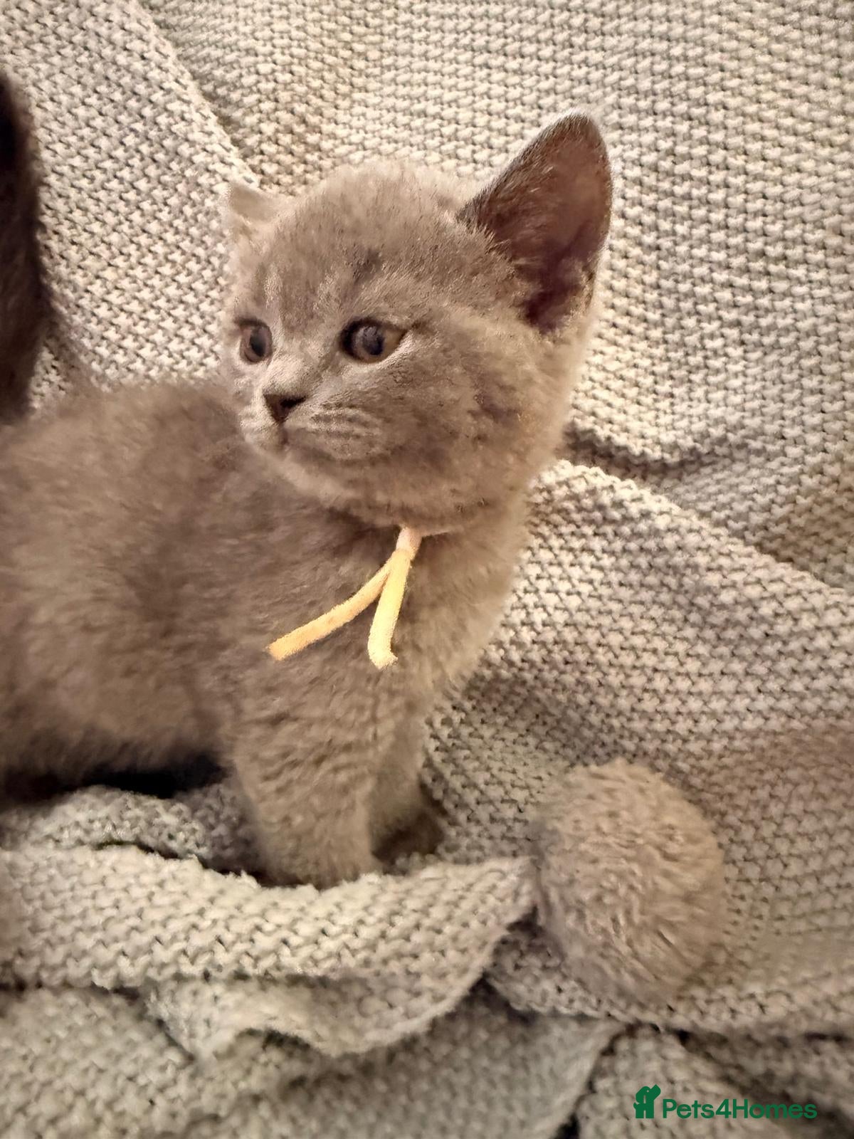 British Shorthair cats Beautiful British shorthair kittens 😸 2 females  - Advert 2