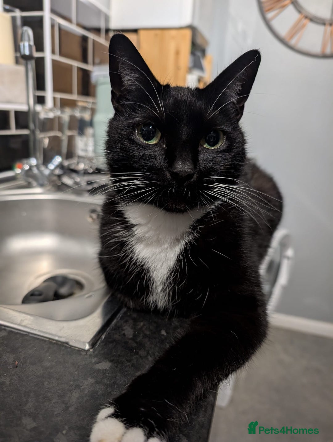 Domestic Shorthair cats for sale: 8 year old black and white male  - Advert 6