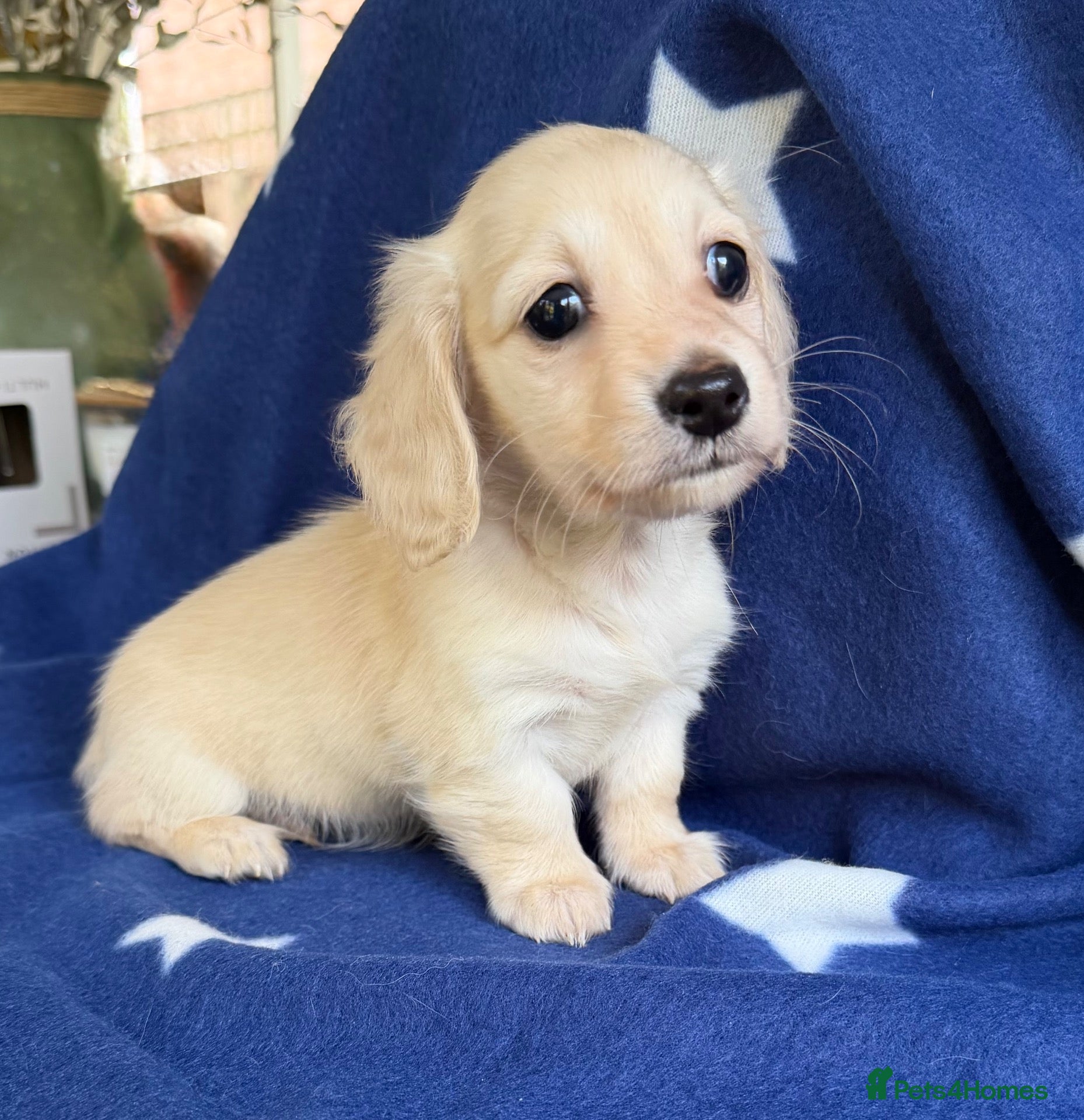 Miniature Dachshund dogs for sale: KC reg English Cream mini Dachshund boy - Advert 17