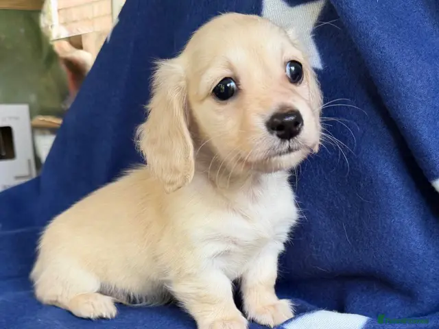 Miniature Dachshund dogs for sale: KC reg English Cream mini Dachshund boy - Advert 17