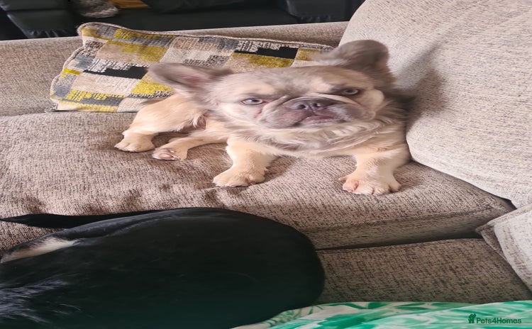 French Bulldog dogs - Advert 7