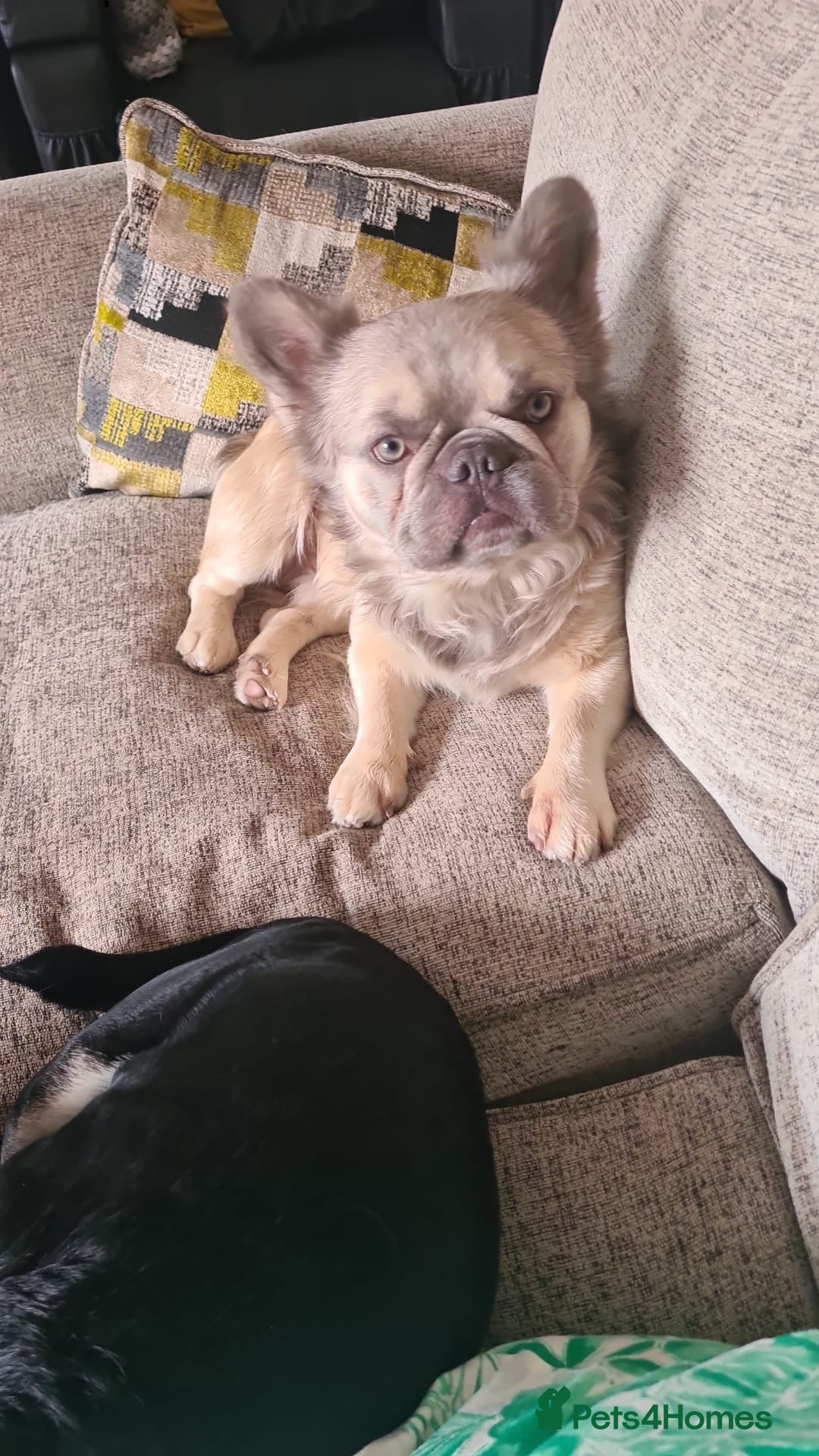 French Bulldog dogs for stud: KC fluffy frenchie stud - Image 1