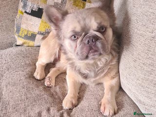 French Bulldog dogs KC fluffy frenchie stud🩵 *limited time offer* - Advert 4