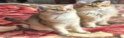 British Longhair cats for sale:  Tica registered BLH/BSH golden shaded  kittens  - Advert 4