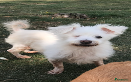 Mixed Breed dogs for adoption: Perfect companion - Image 1