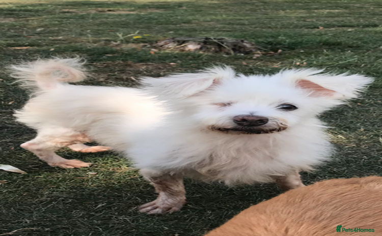 Mixed Breed dogs - Advert 1