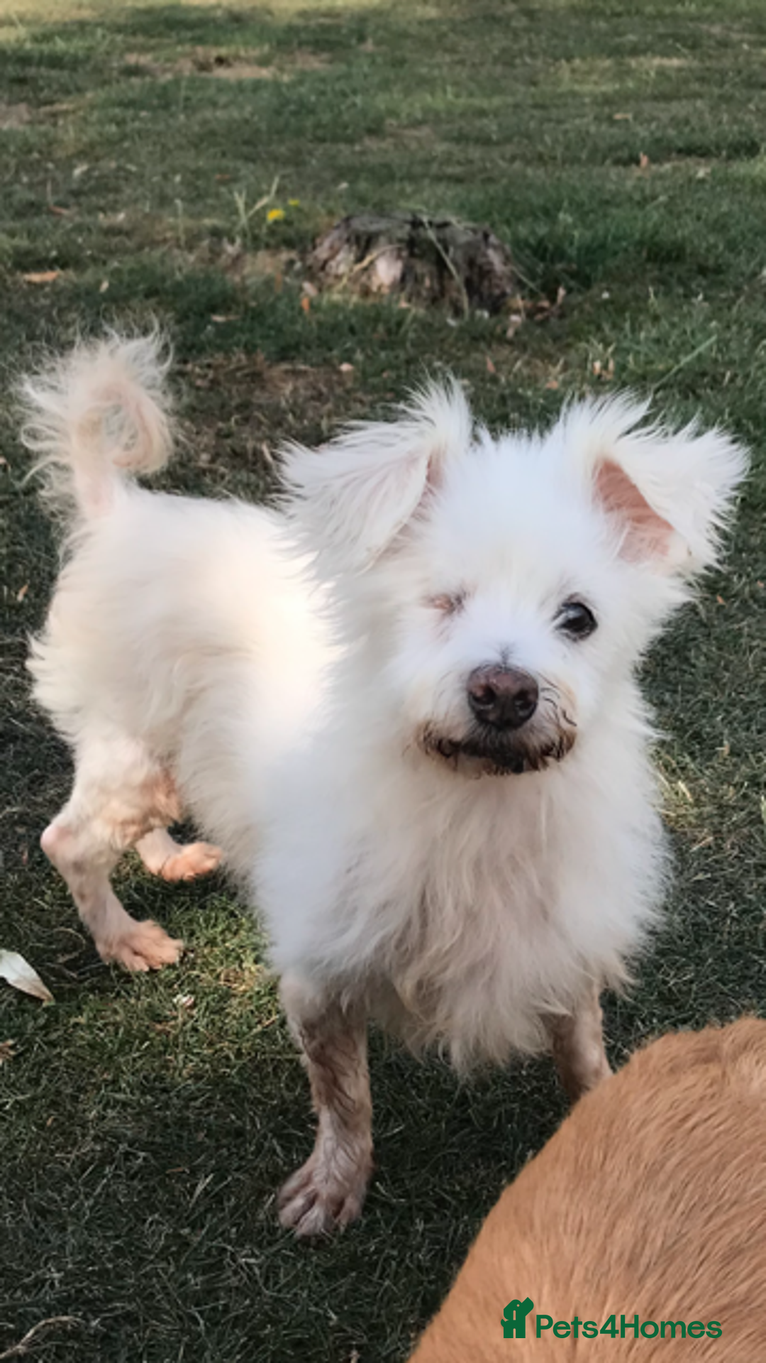 Mixed Breed dogs for adoption: Perfect companion - Image 1