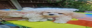 Havanese 1
