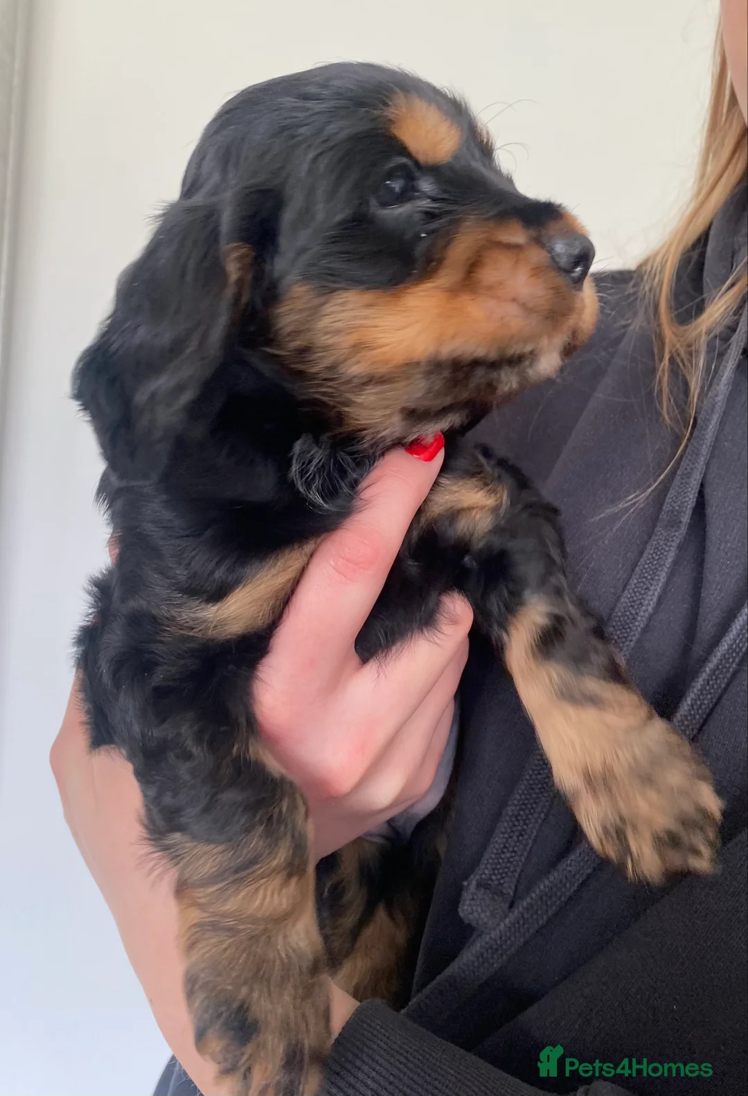 Cocker Spaniel dogs for sale: Cocker Spaniel Show Type Puppies  - Advert 14