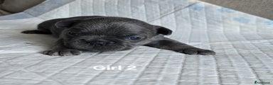 French Bulldog Puppy 7
