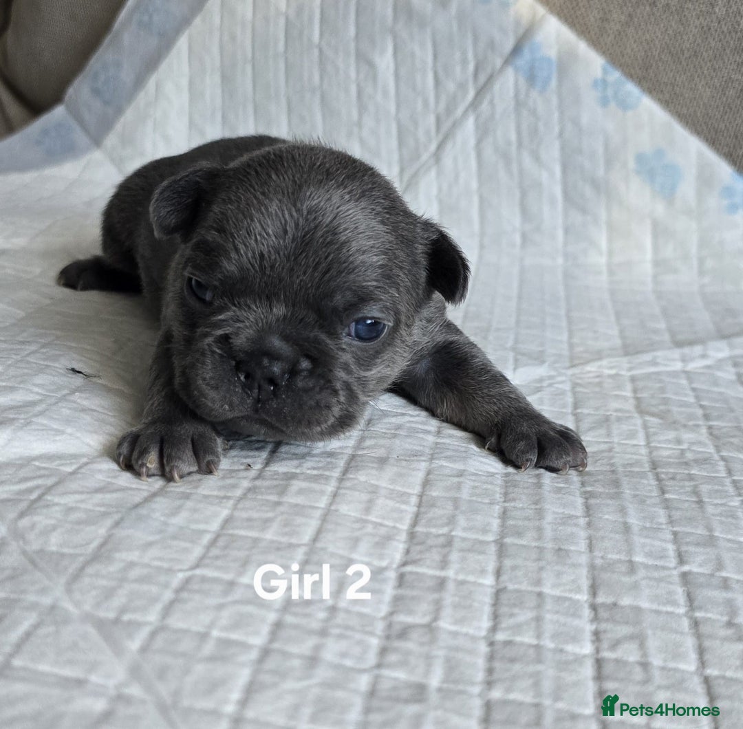 French Bulldog dogs for sale: French bulldog puppies  - Advert 8
