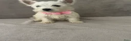 West Highland Terrier dogs for sale: Beautiful west highland terrier puppy’s  - Advert 15