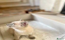 Russian Blue cats for sale: Russian blue British shorthair kittens - Image 1