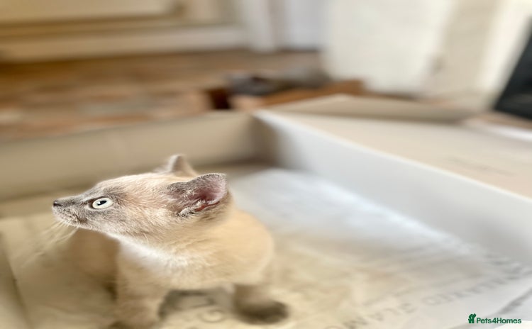 Russian Blue cats - Advert 1
