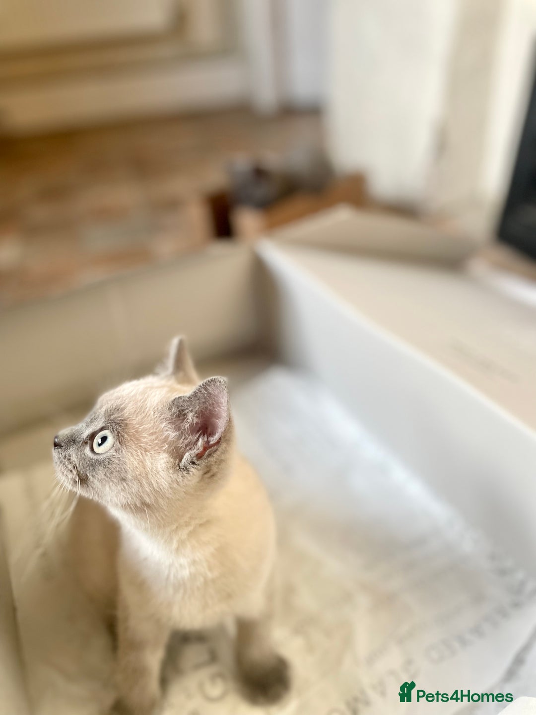 Russian Blue cats for sale: Russian blue British shorthair kittens - Image 1