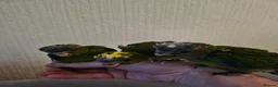 Mixed Breed birds for sale:  kakariki chicks hand tame  - Advert 32