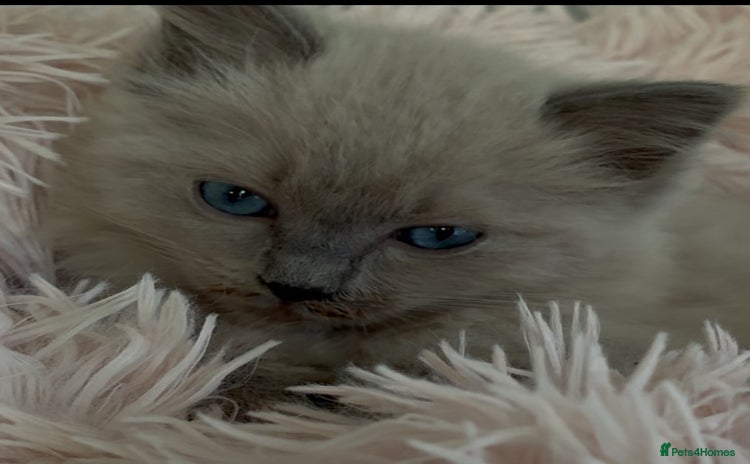 Ragdoll cats in Bordon - Advert 11